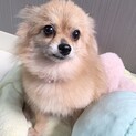 新しい家族ができました！（シャノン）