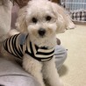 ひろせとっちさん