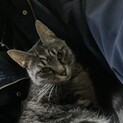 2歳の大人しめメス猫ちゃん