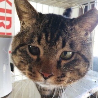 【保護猫】シャンクス♂キジトラ