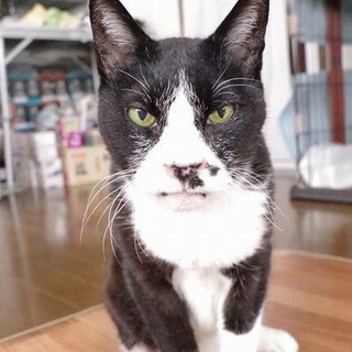 大変穏やかで誰にもすりすり人馴れ抜群おじいちゃま