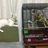 まめ