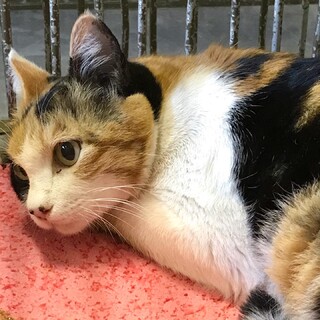 センターに収容されています三毛成猫