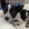 ゴマちゃんのずっとのおうちを探しています