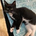 ◎生後2ヶ月　黒白マスクのおチビくん♪◎