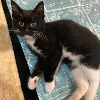 ◎生後2ヶ月　黒白マスクのおチビくん♪◎