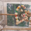 手乗り文鳥 生後11ヶ月です