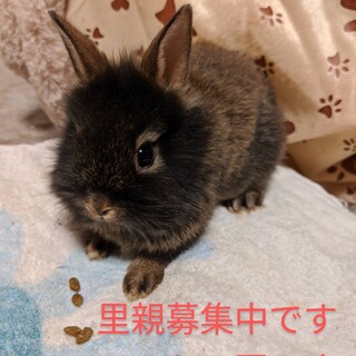 みんな、素敵なご家族に見つけてもらいました！