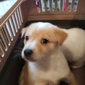 3兄弟のスコット
