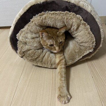 ごぼうてん、ラオウ
