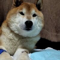 橙daidai