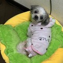 ママレード☆ベット大好き控えめ甘えん坊シーズー♀