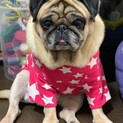 ポッケ☆かまってちゃん大きめパグ♀