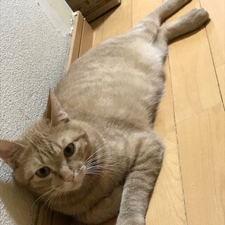 顔もカラダもまん丸♪茶トラ♪あさひ