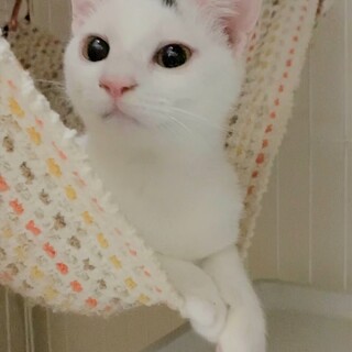 タマ君。雫ちゃんと2匹一緒のご縁をお待ちしています