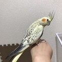 オカメインコ　メスです。