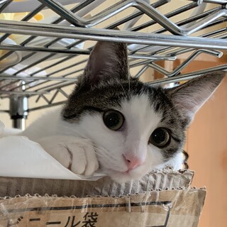 あまえっこ★のんちゃん