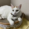 吾輩は猫である。