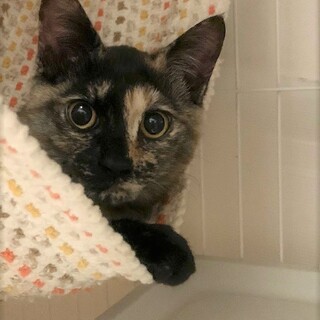 雫ちゃん。タマくんと一緒のご縁をお待ちしています