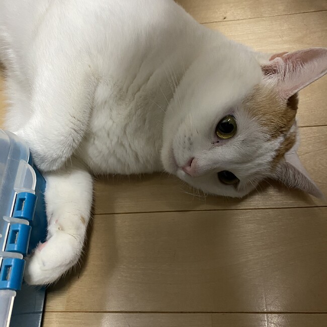 吾輩は猫である。のカバー写真