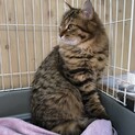 小心者で恥ずかしがり屋！美系男子のマイクです