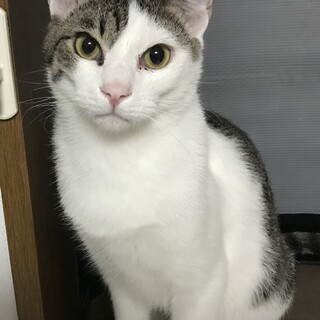 里親決定しました