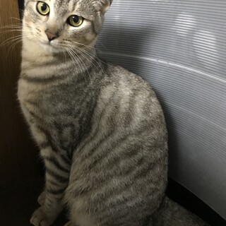 里親決定しました