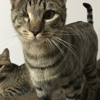 里親決定しました