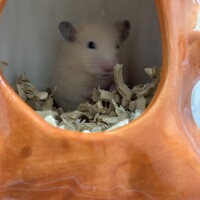 くま