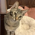 　一時停止中　麦わらのお嬢さん♪うずらちゃん