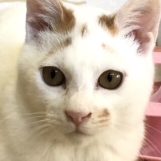 人も猫も大好き！元気いっぱい　さねみ君