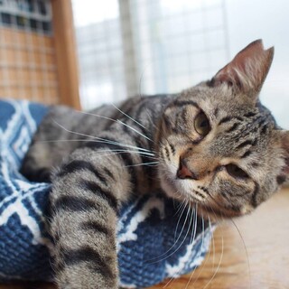 【よしお】おかげさまで里親様が決まりました
