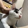 幸せを呼ぶ鍵しっぽの保護子猫里親募集です サムネイル1