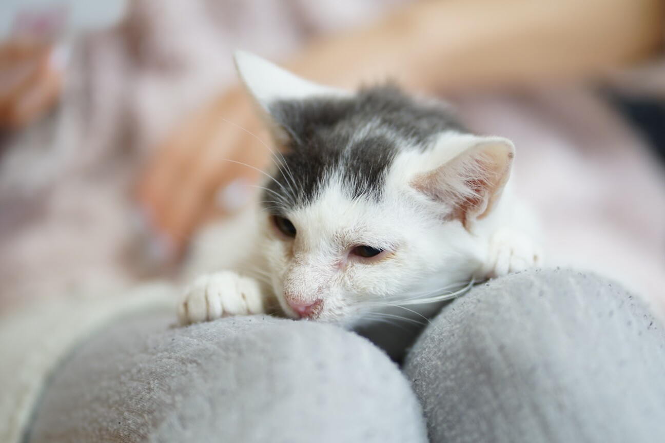 幸せを呼ぶ鍵しっぽの保護子猫里親募集です サムネイル2