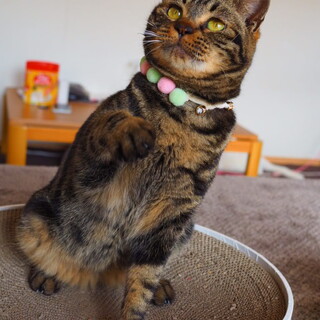 人馴れ抜群のキジトラ女の子（ねむたん）