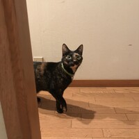 つむぎ