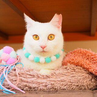 可愛い真っ白な女の子（ちぃちゃん）