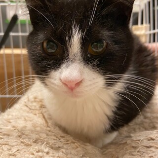 【保護猫】市（いち）♂ハチワレ