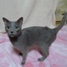 募集多数の為一時停止　イズ君☆男の子　2～4歳 サムネイル3