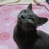 募集多数の為一時停止　イズ君☆男の子　2～4歳 サムネイル5
