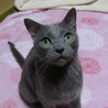 募集多数の為一時停止　イズ君☆男の子　2～4歳 サムネイル6