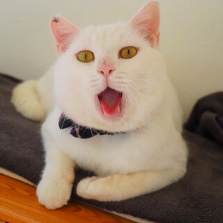 真っ白の甘えん坊男子（蔵之介くん）