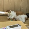 の写真