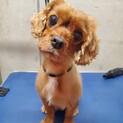 かなお☆明るい性格のキャバリア♀