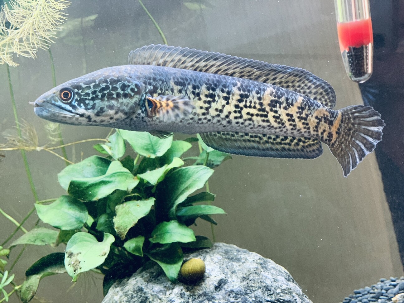 バイオレットスネークヘッド」広島県 - 熱帯魚・観賞魚の里親募集 
