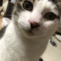 大和 やまと
