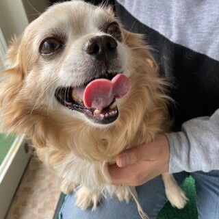 人懐っこいチワワ君。家族募集中