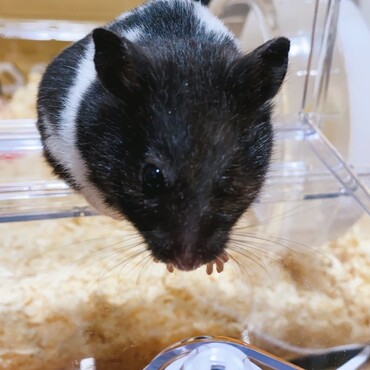 むーちゃんといいます♪片目が失明していますが、とても元気いっぱいです！