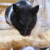 むーちゃんといいます♪片目が失明していますが、とても元気いっぱいです！