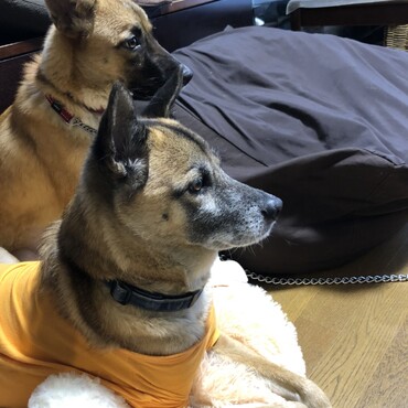 Ed＆Lulu、血は争えません、下津井犬